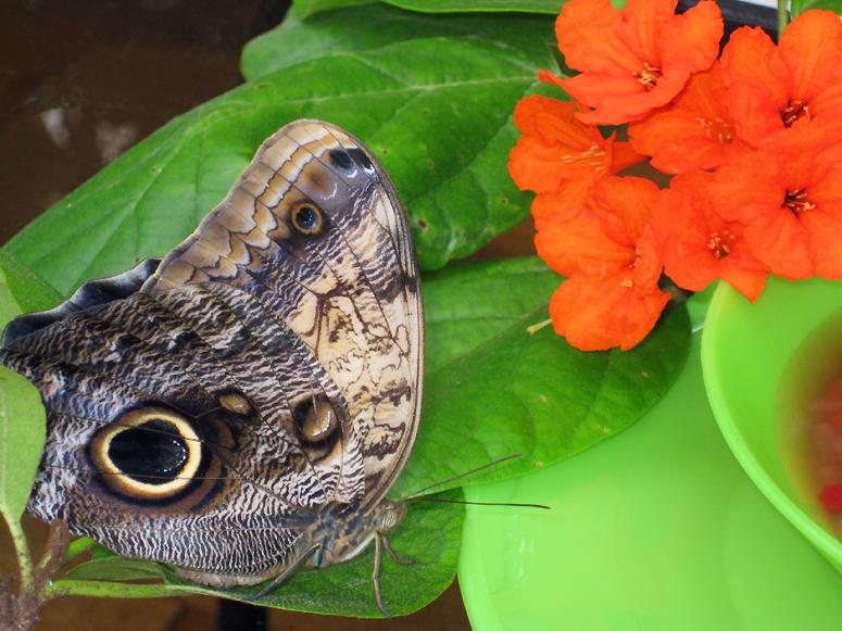 Shiraz, a young Owl butterfly