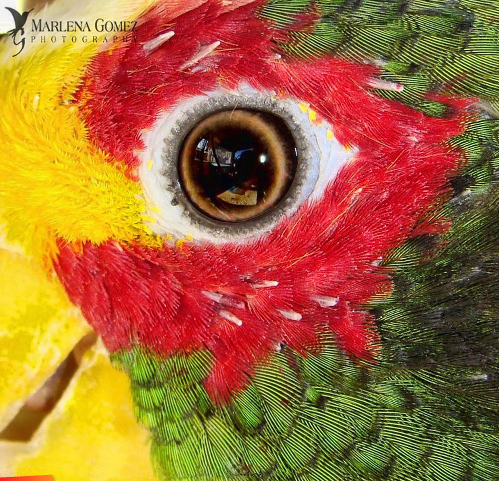 Eye of Parrot