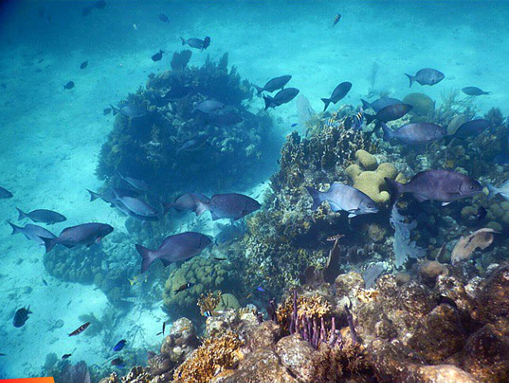 One of 850 patch reefs within the lagoon of Glover's Atoll