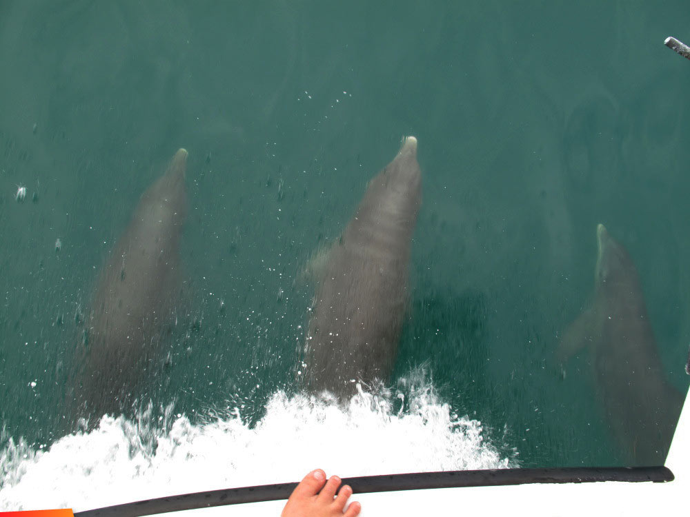 Three dolphins swim under our boat