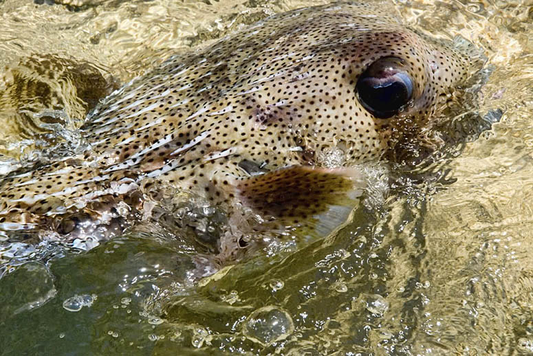 Porcupinefish, Diodon hystrix, in the Puffer family