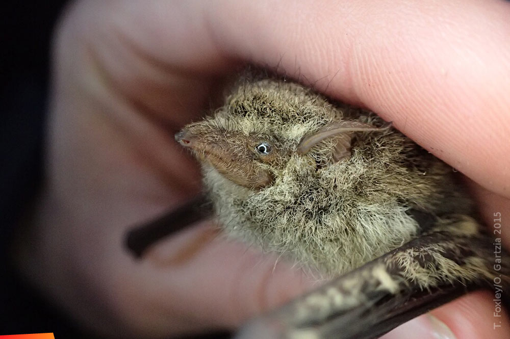 The Strange Face of the Proboscis Bat