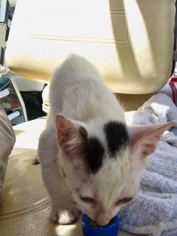 Nety Wasn’t Just Hanging Around – 
Kitten Saved from Death by SAGA