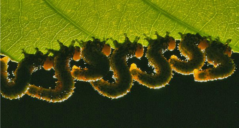 Saw-fly larvae feeding on a leaf in forests in Belize