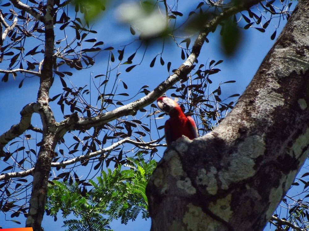 Scarlet Macaw on the Upper Macal River