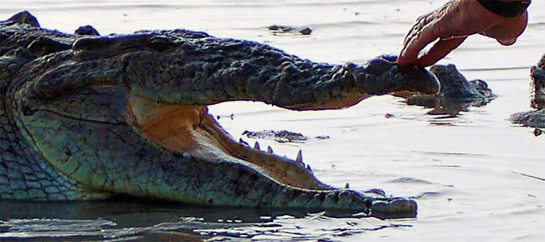 Capturing a croc with unconventional means