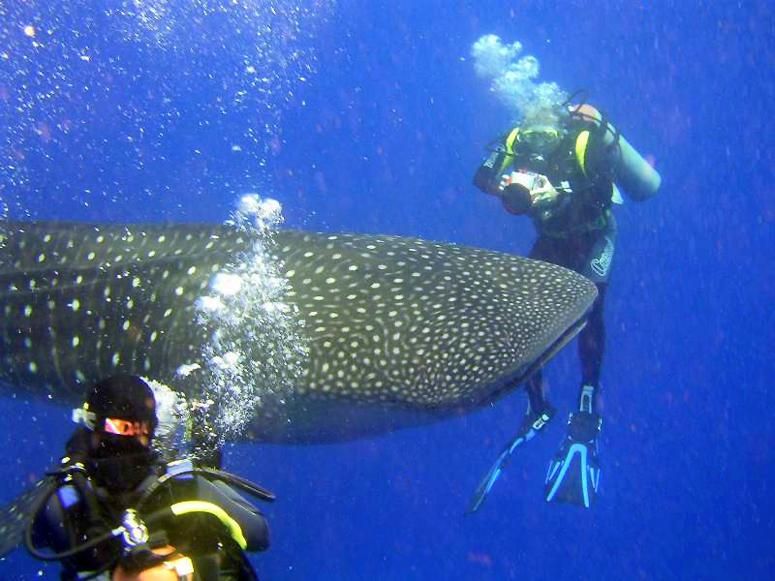 Whale Shark Diving In Placencia Belize At Gladden Split