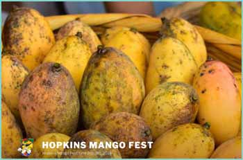 The primary goal of Hopkins Mangu Fest is to promote Hopkins as a tourist destination. Secondarily, the festival will promote the cultural and culinary uniqueness that both locals and tourists enjoy. The festival itself is a free two-day event that celebrates everything mango, with good food and live music in a wholesome, family-friendly atmosphere. 