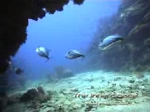Video of local Ambergris Caye Diving