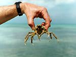 Hanging crab