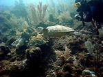 Scuba diver and sea turtle