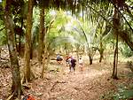 Walking in forest, Lamanai