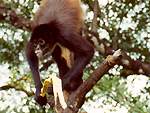 Monkey hang