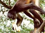 Monkey Hang 3