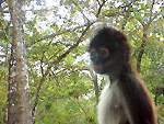 Close up monkey