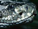 Rattlesnake face