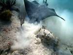 Spotted eagle ray eating
