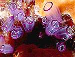 PAINTED TUNICATE
